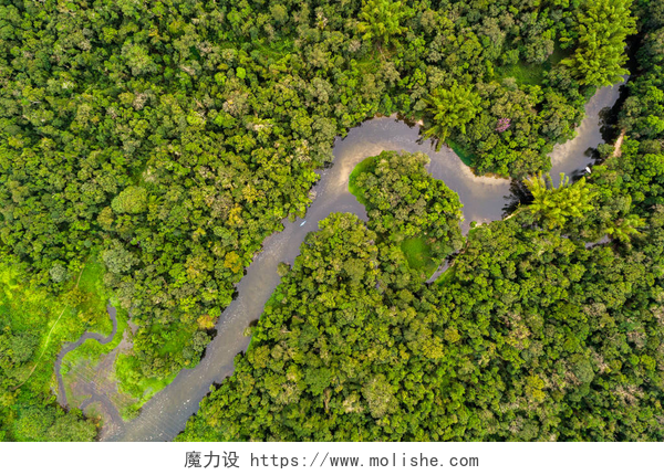 森林小路航拍场景南美洲亚马逊雨林的鸟瞰图